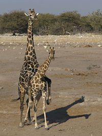 200px-giraffa_camelopardalis_angolensis_mating.jpg