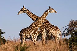 250px-giraffe_ithala_kzn_south_africa_luca_galuzzi_2004.jpg